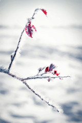 In The Red Of Winter