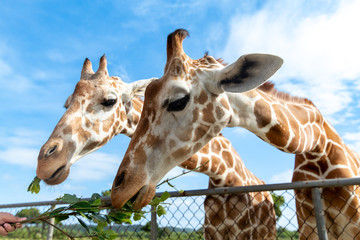 Naklejka premium Giraffe eating grass at the Calauit Safari Park, Palawan