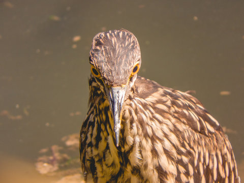 Huairavo Juvenil 
