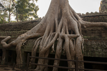 Fototapeta premium Ta Prohm , Angkor , Siem Reap, Cambodia . The ancient temple where roots of the jungle trees intertwine with the masonry of these ancient structures producing surreal world. Mother Nature reclaiming w
