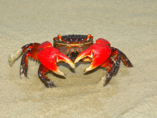 Mangrove Crab Queensland Australia