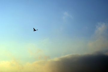 A bird in the sky.