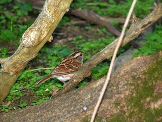 Naklejka na ściany i meble White-throated Sparrow (Zonotrichia albicollis)
