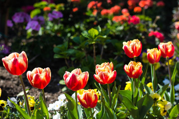Motley red tulips