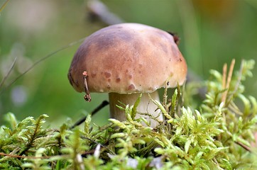 mushroom in the forest