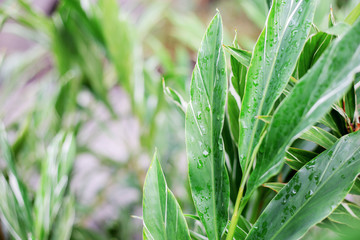 Green leaves on plantation.