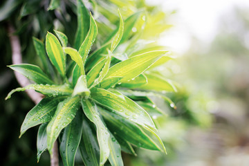 Green leaves with sunlight at sky.