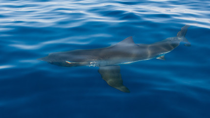 Naklejka premium great white shark under surface