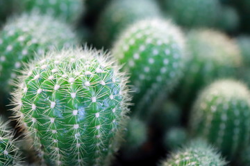 Green cactus drought-resistant plants are beautiful. © MRSOMPHOT