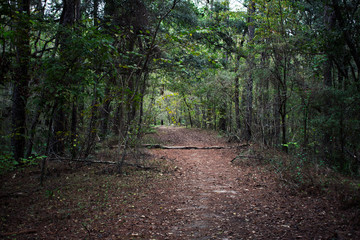 path in the forest