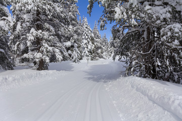 Ski trail in snowy forest.
