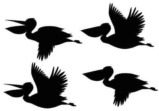 A set of silhouette pelican