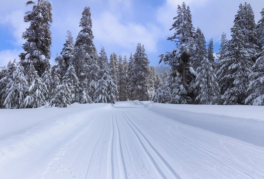 Ski trail in snowy forest.