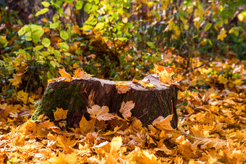 Stump in yellow autumn leaves
