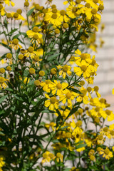 Obraz premium yellow blooming helenium
