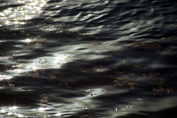 Water surface with plants and bright highlights
