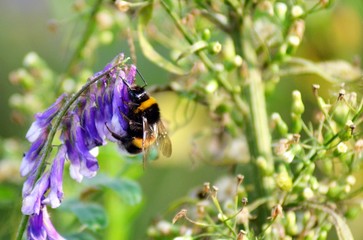 bee on flower