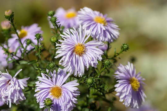 asters in the garden closeup