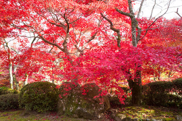 赤い紅葉