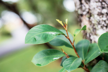 leaves are growing at sunlight.