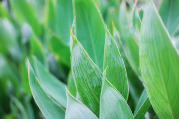 leaves in rainy season.