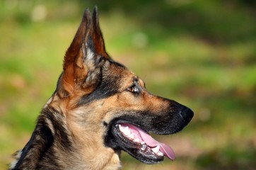 portrait of a dog