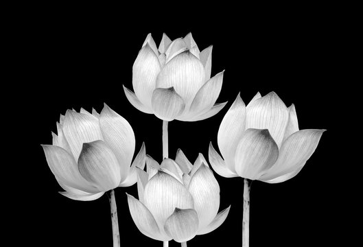 Lotus flower black and white color isolated on black background. File contains with clipping path.