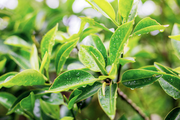 Leaves of fresh with sunlight.