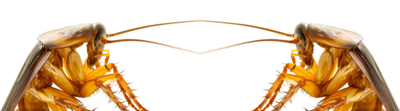 Blattes, cafards, cancrelats 