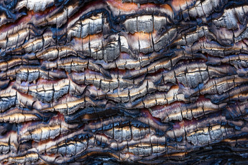 Close up details of the bark of a Puya Raimondi plant, a tall bromeliad native to the high Andes of Peru