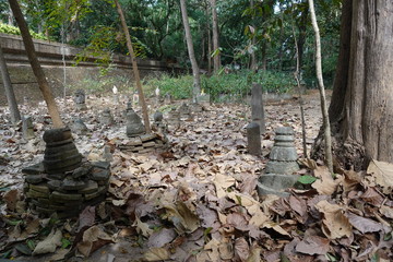 Obraz premium Forest