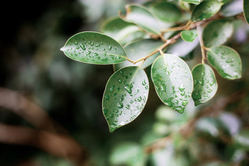 Leaves of tree and droplet.
