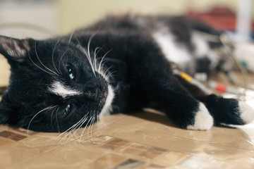 Vet Pet. The floor is black colored fluffy cat.