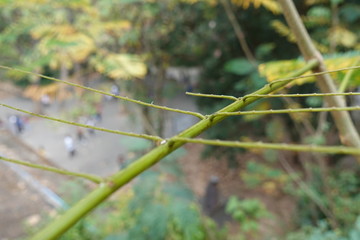 String leaves