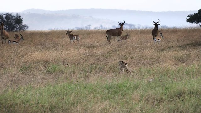 nervous hartebeest and antelope watch a pair of cheetah stalking their young at serengeti national park in tanzania