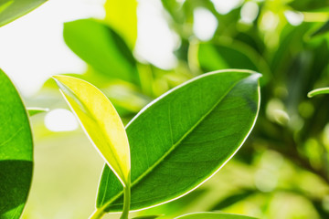 green leaf pattern in nature background, the growing tree leaf pattern, green natural background