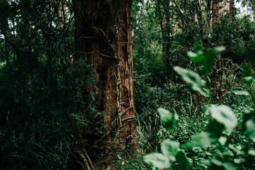 Textured tree bark amongst leaves