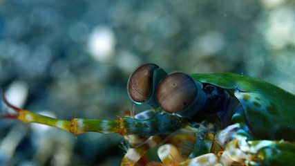 Harlequin peacock mantis shrimp in the coral reef cave, WAKATOBI, Indonesia, slow motion