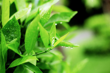Leaves with green background.