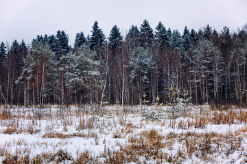 Winter snowy pine forest