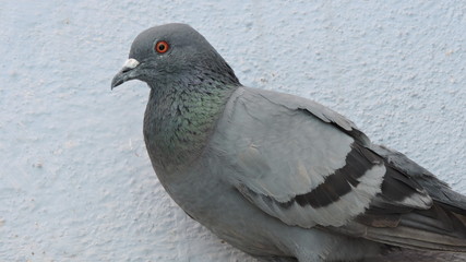 pigeon close up photo