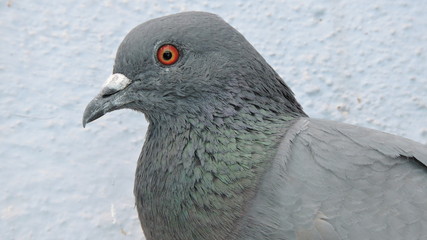 pigeon close up photo