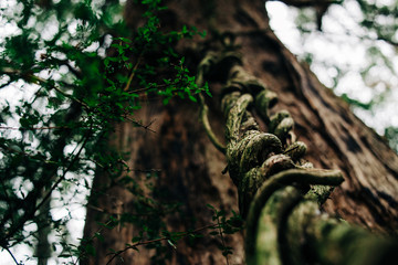 Natural vine rope attached to tree