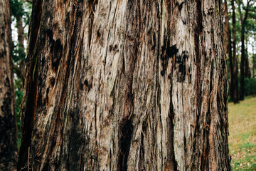 Bark texture close-up