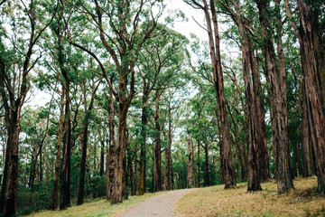 Path into a sea of trees