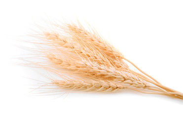 Ear of barley on white background