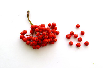 bunch of red rowan on a white background