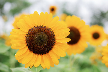 Fototapeta premium Sunflower in the winter.