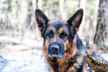 Dog German Shepherd in the forest in an early spring