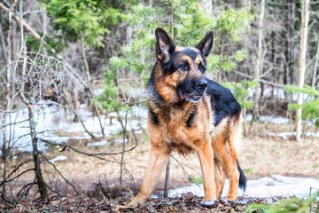 Dog German Shepherd in the forest in an early spring